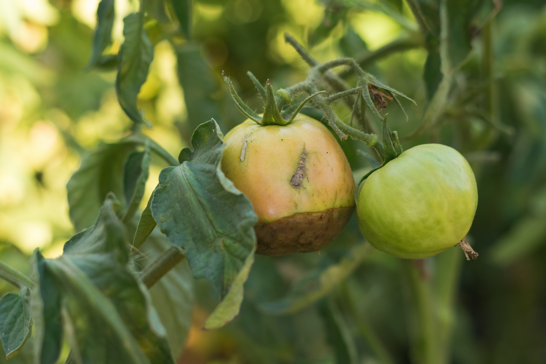 ID and Prevent 6 Common Tomato Diseases – Mother Earth News - Vimarsana News